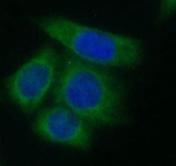 AK2 Antibody