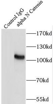CTNNA2 Antibody