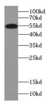 SERPINF2 Antibody