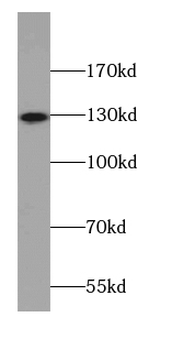 AMOT Antibody