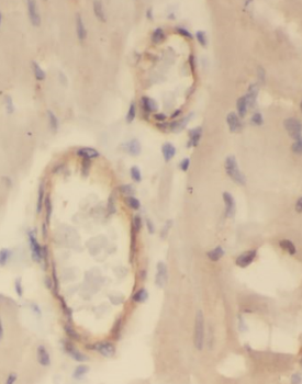 ANXA8 Antibody