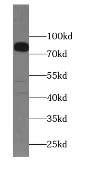 ANO10 Antibody