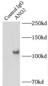 ANO2 Antibody