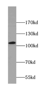ANO2 Antibody