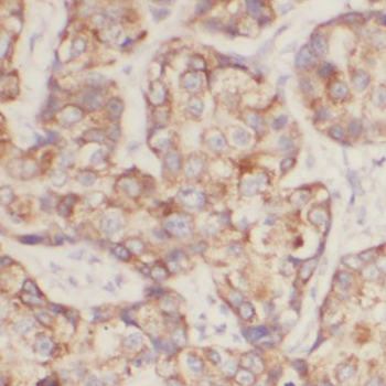 ANO2 Antibody