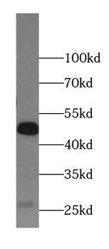 AZIN1 Antibody