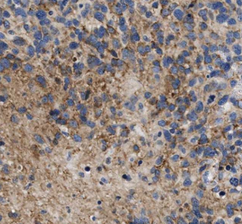 AZIN1 Antibody