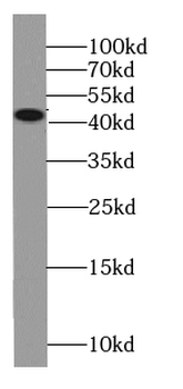 JUN Antibody