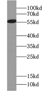 ARHGEF9 Antibody