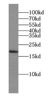 CDNF Antibody
