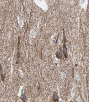 CDNF Antibody