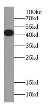 ARR3 Antibody