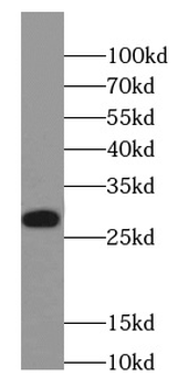 SRSF1 Antibody
