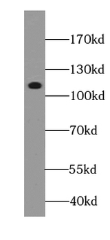 ATP1A1 Antibody