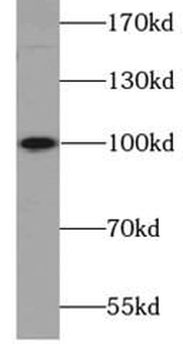 ATP1A2 Antibody