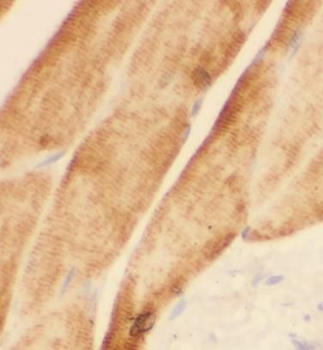 ATP1A2 Antibody