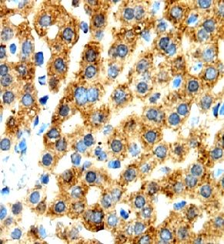ATP5F1A Antibody