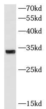 ATP5F1C Antibody
