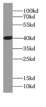 AZGP1 Antibody