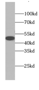 BAG1S specific Rabbit Polyclonal Antibody