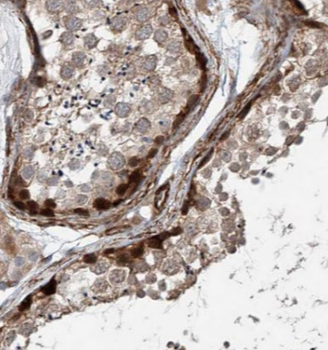 BAG1S specific Rabbit Polyclonal Antibody