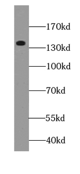 ADGRB3 Antibody