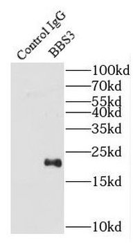 ARL6 Antibody