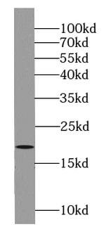 ARL6 Antibody