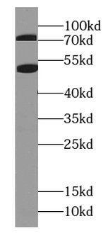BEST3 Antibody