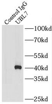 UBL7 Antibody