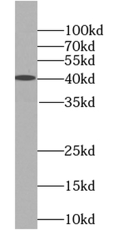 UBL7 Antibody