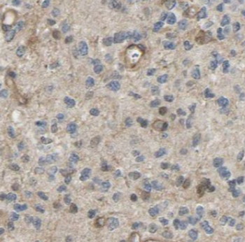 UBL7 Antibody