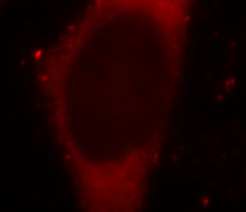CTCFL Antibody
