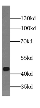 TBXT Antibody