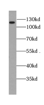 BRD8 Antibody