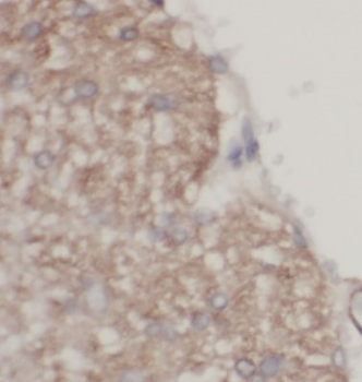 BCAN Antibody