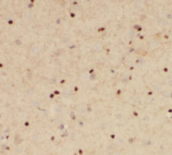 POU3F2 Antibody