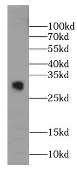 SDHAF2 Antibody