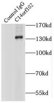 NRDE2 Antibody