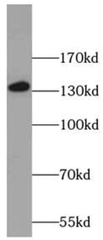 NRDE2 Antibody