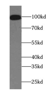 C15orf39 Antibody