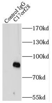 HID1 Antibody