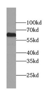 LRRC71 Antibody