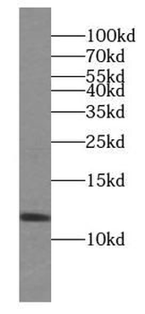 PPDPF Antibody