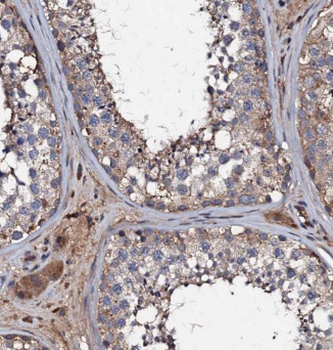 KIZ Antibody