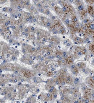 C3/C3b/C3c Mouse Monoclonal Antibody