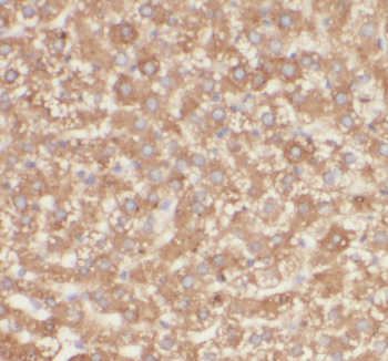 C4 Rabbit Polyclonal Antibody
