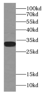 C4 Mouse Monoclonal Antibody