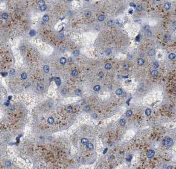 C4 Mouse Monoclonal Antibody
