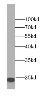 CAPS Antibody